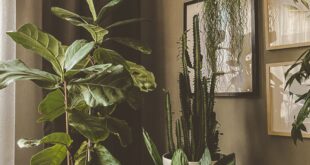 5 Best Indoor Plants for Filling A Corner in Your Living Room